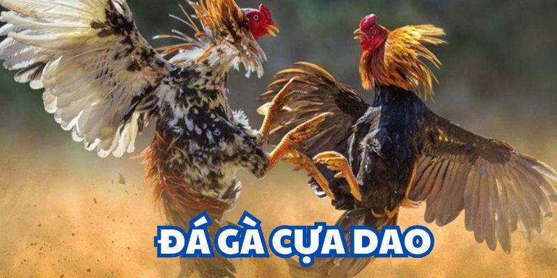 đá gà cựa dao mới nhất năm nay tại 77win