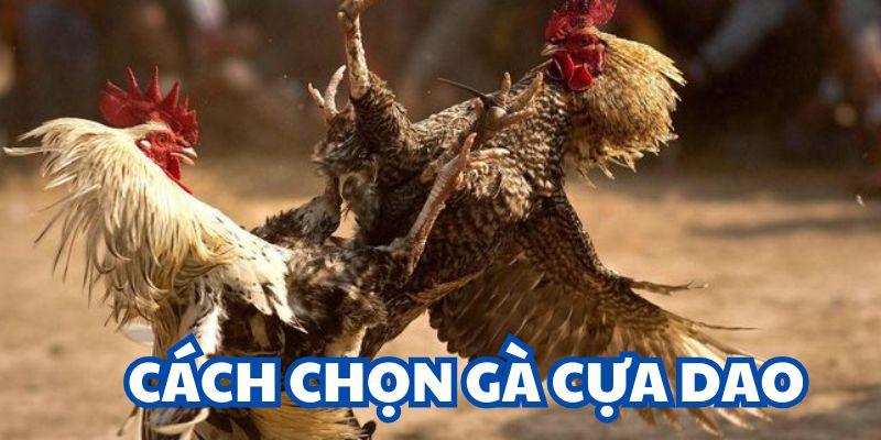 Khéo léo và khôn ngoan khi chọn cược chiến kê